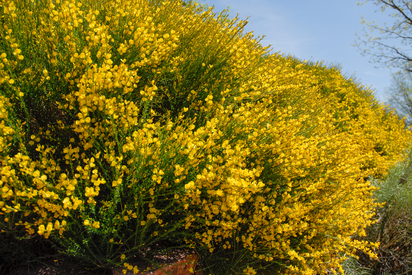 Spanish Gold Broom